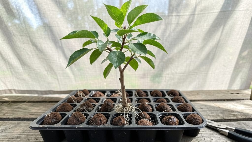 Peach Seed Stratification: Cold-Moist Trick for 90% Germination Guarantee